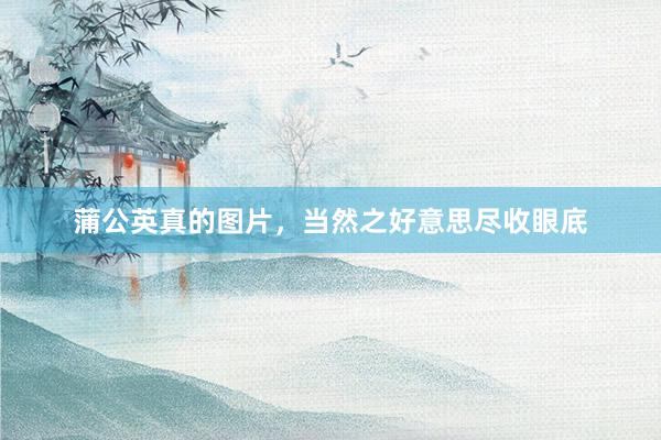 蒲公英真的图片，当然之好意思尽收眼底